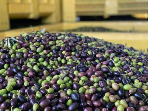 produzione dell'olio