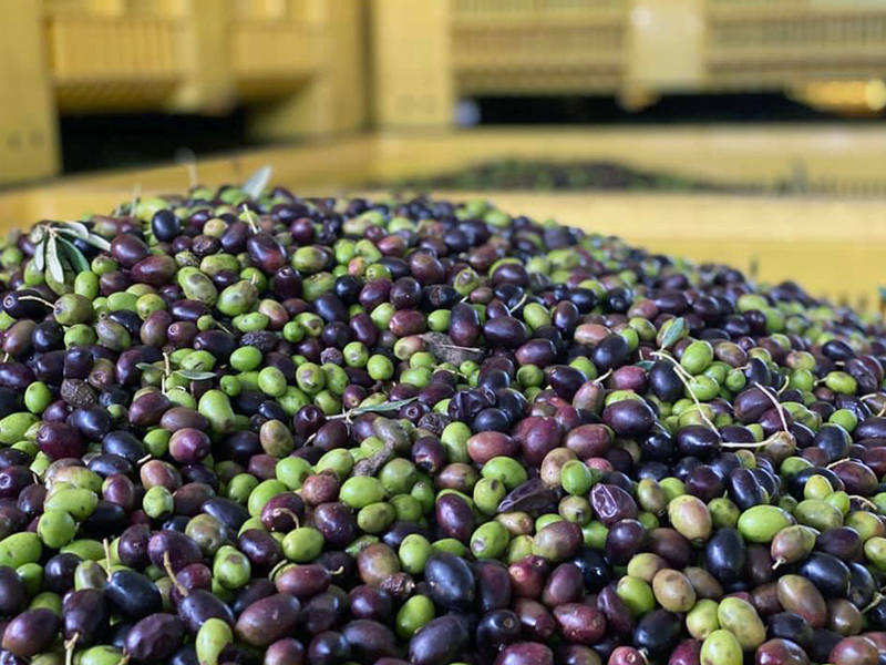produzione dell'olio