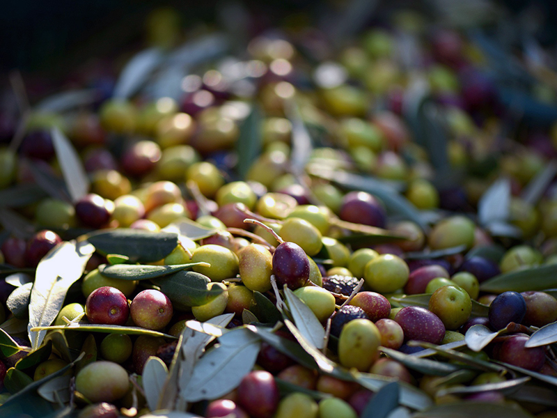 raccolta delle olive